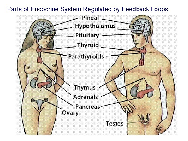 Parts of Endocrine System Regulated by Feedback Loops 