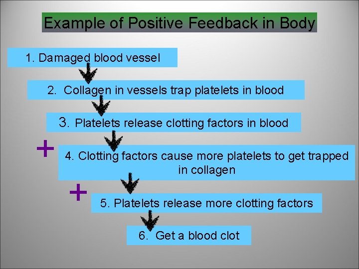 Example of Positive Feedback in Body 1. Damaged blood vessel 2. Collagen in vessels