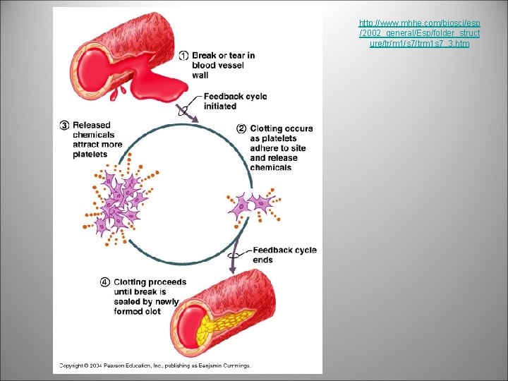 http: //www. mhhe. com/biosci/esp /2002_general/Esp/folder_struct ure/tr/m 1/s 7/trm 1 s 7_3. htm 