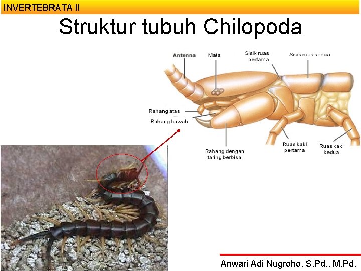 INVERTEBRATA II Struktur tubuh Chilopoda Anwari Adi Nugroho, S. Pd. , M. Pd. 