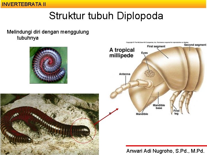 INVERTEBRATA II Struktur tubuh Diplopoda Melindungi diri dengan menggulung tubuhnya Anwari Adi Nugroho, S.