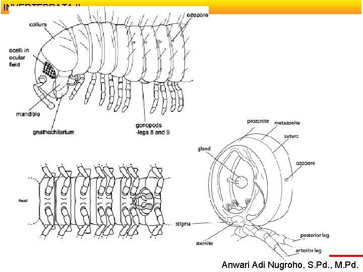 INVERTEBRATA II Anwari Adi Nugroho, S. Pd. , M. Pd. 
