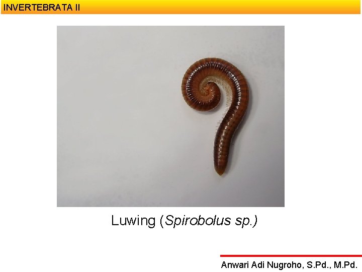 INVERTEBRATA II Luwing (Spirobolus sp. ) Anwari Adi Nugroho, S. Pd. , M. Pd.