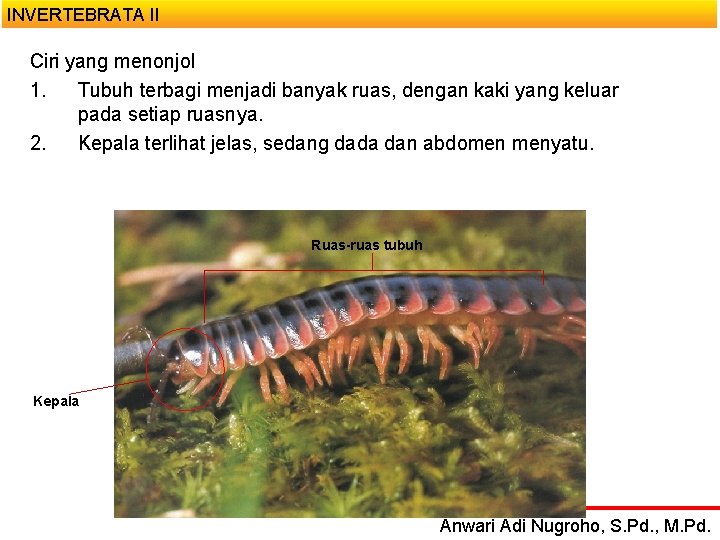 INVERTEBRATA II Ciri yang menonjol 1. Tubuh terbagi menjadi banyak ruas, dengan kaki yang