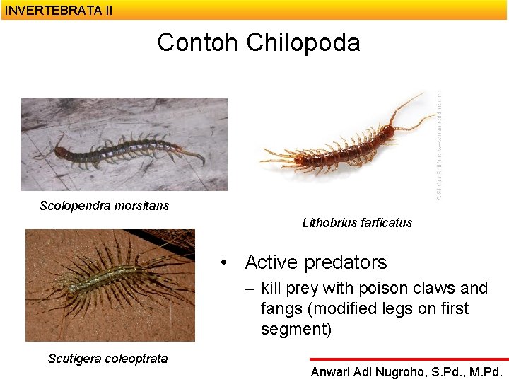 INVERTEBRATA II Contoh Chilopoda Scolopendra morsitans Lithobrius farficatus • Active predators – kill prey