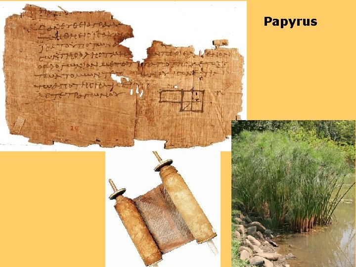 Papyrus 