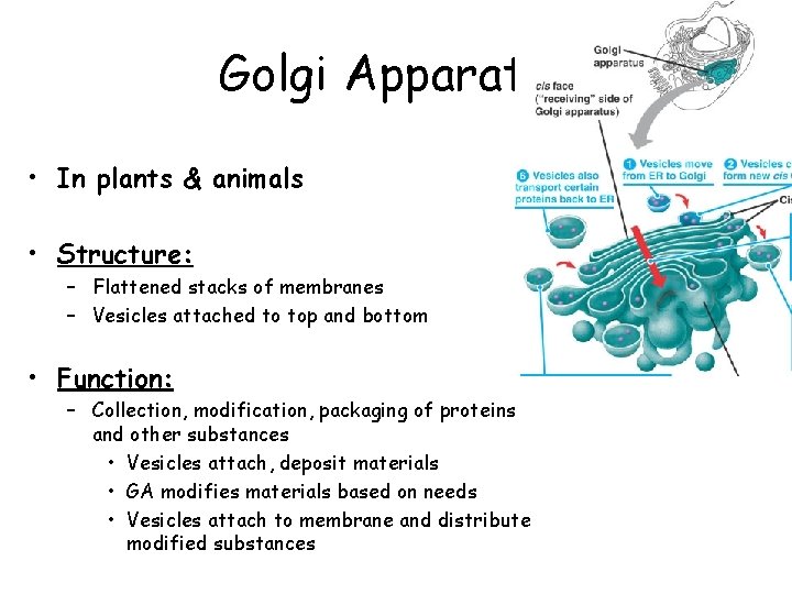 Golgi Apparatus • In plants & animals • Structure: – Flattened stacks of membranes