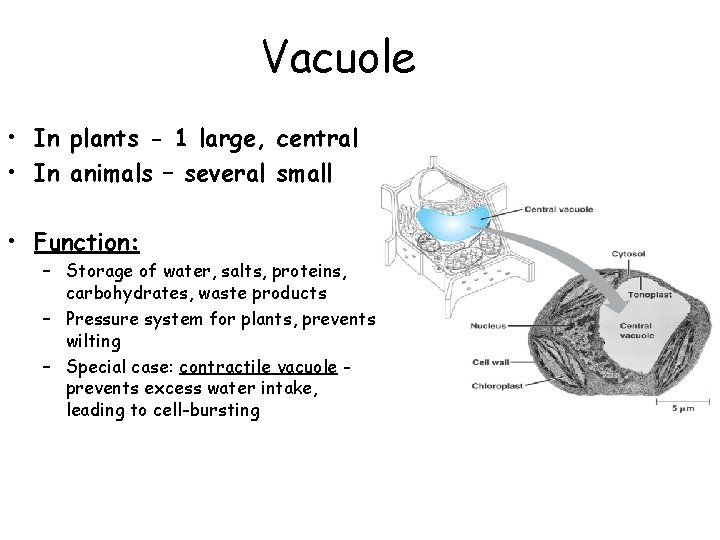 Vacuole • In plants - 1 large, central • In animals – several small