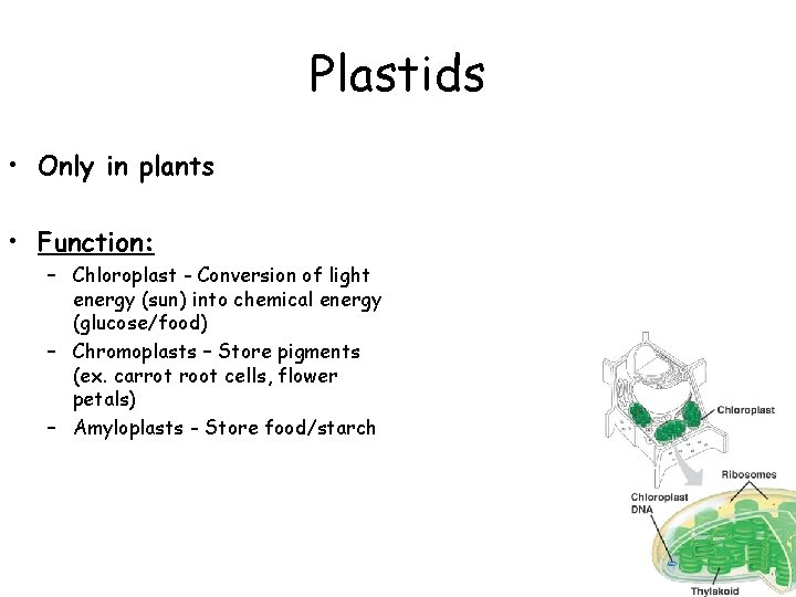 Plastids • Only in plants • Function: – Chloroplast - Conversion of light energy