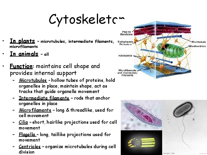 Cytoskeleton • In plants – microtubules, intermediate filaments, microfilaments • In animals – all