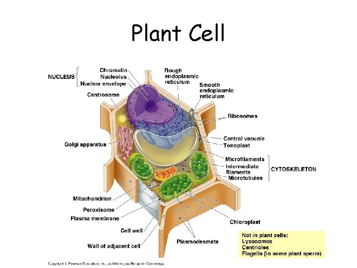 Plant Cell 