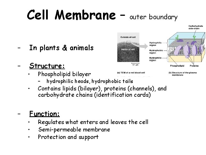 Cell Membrane – – In plants & animals – Structure: – outer boundary •