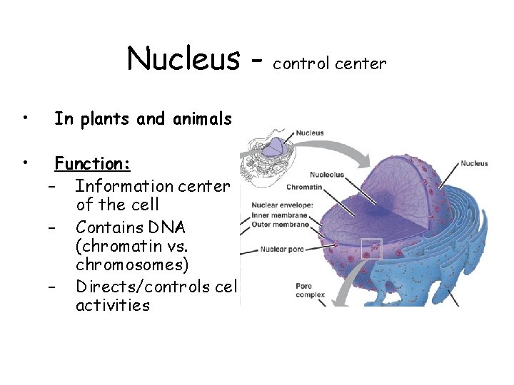 Nucleus • In plants and animals • Function: – Information center of the cell