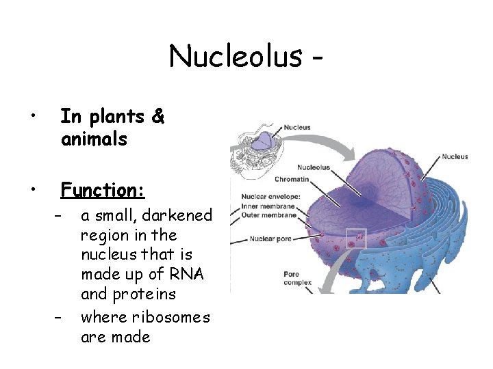Nucleolus • In plants & animals • Function: – – a small, darkened region