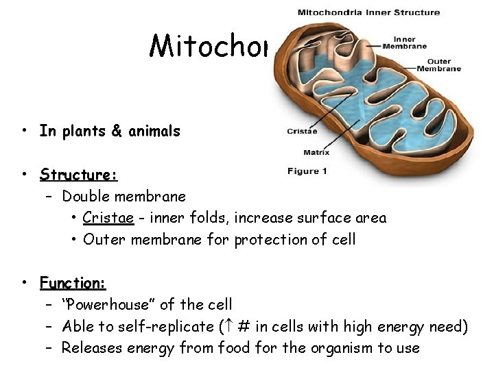 Mitochondria • In plants & animals • Structure: – Double membrane • Cristae -