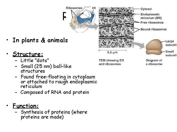 Ribosomes • In plants & animals • Structure: – Little “dots” – Small (25