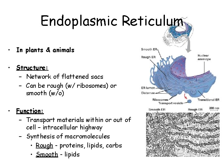 Endoplasmic Reticulum • In plants & animals • Structure: – Network of flattened sacs