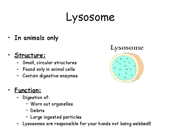 Lysosome • In animals only • Structure: – Small, circular structures – Found only