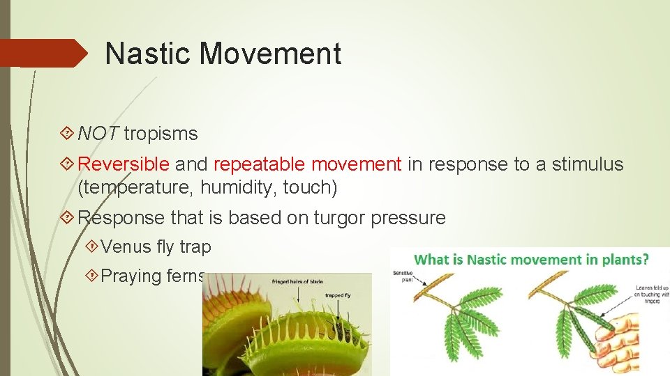 Nastic Movement NOT tropisms Reversible and repeatable movement in response to a stimulus (temperature,