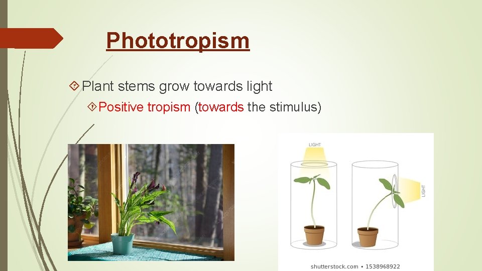 Phototropism Plant stems grow towards light Positive tropism (towards the stimulus) 