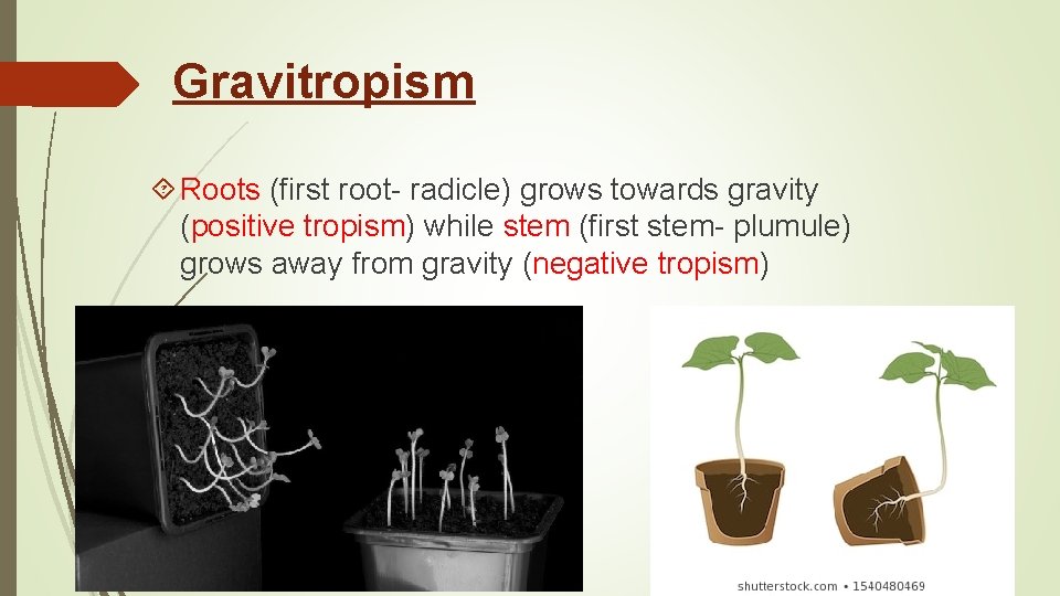 Gravitropism Roots (first root- radicle) grows towards gravity (positive tropism) while stem (first stem-