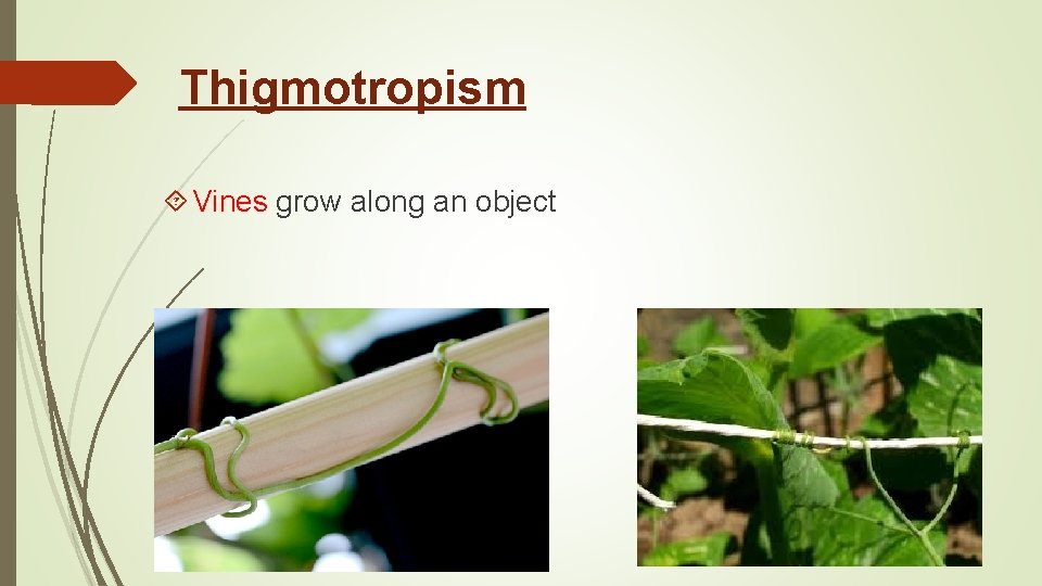 Thigmotropism Vines grow along an object 