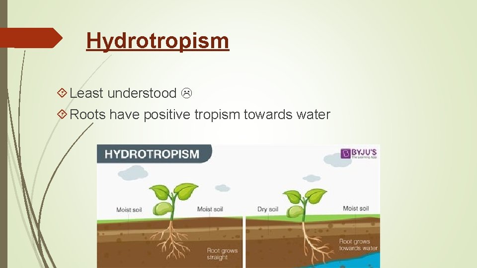 Hydrotropism Least understood Roots have positive tropism towards water 
