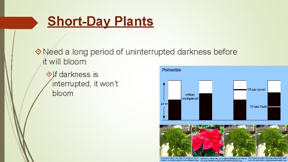 Short-Day Plants Need a long period of uninterrupted darkness before it will bloom If