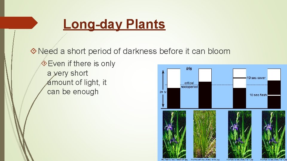 Long-day Plants Need a short period of darkness before it can bloom Even if