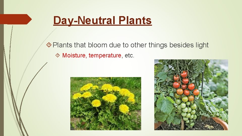Day-Neutral Plants that bloom due to other things besides light Moisture, temperature, etc. 