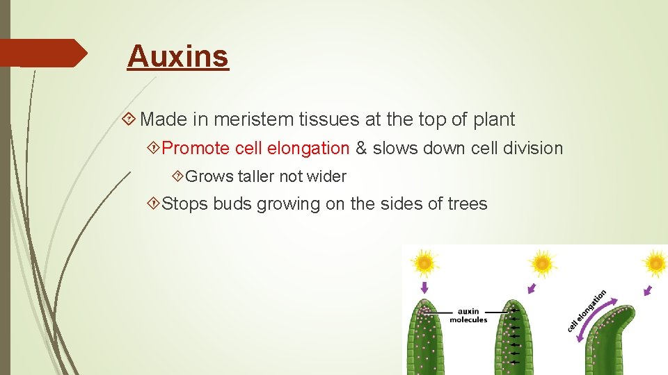 Auxins Made in meristem tissues at the top of plant Promote cell elongation &