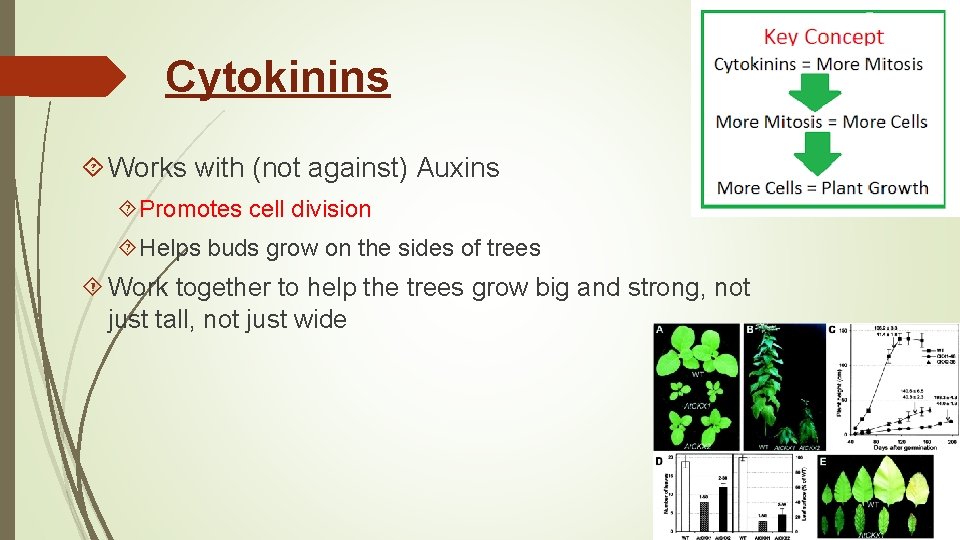 Cytokinins Works with (not against) Auxins Promotes cell division Helps buds grow on the