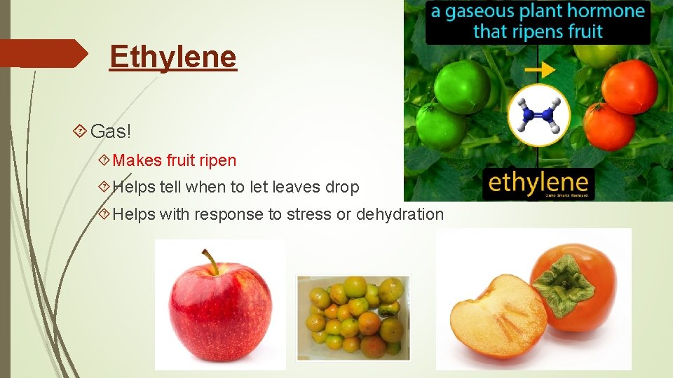 Ethylene Gas! Makes fruit ripen Helps tell when to let leaves drop Helps with