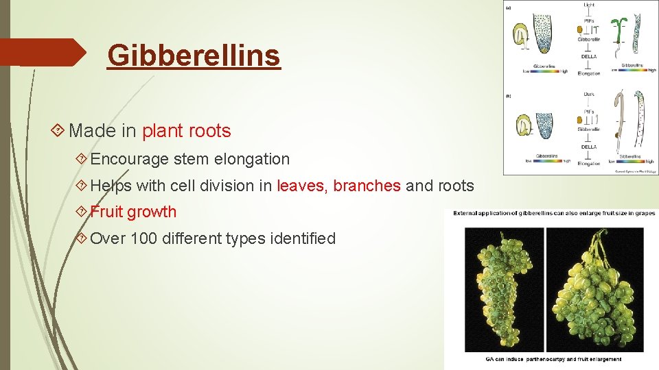 Gibberellins Made in plant roots Encourage stem elongation Helps with cell division in leaves,
