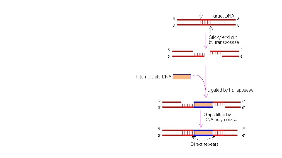 Mechanism of Transposition Recombination 