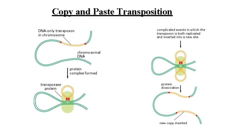 Copy and Paste Transposition 