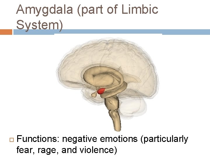 Amygdala (part of Limbic System) Functions: negative emotions (particularly fear, rage, and violence) Amygdala (part of Limbic System) Functions: negative emotions (particularly fear, rage, and violence)