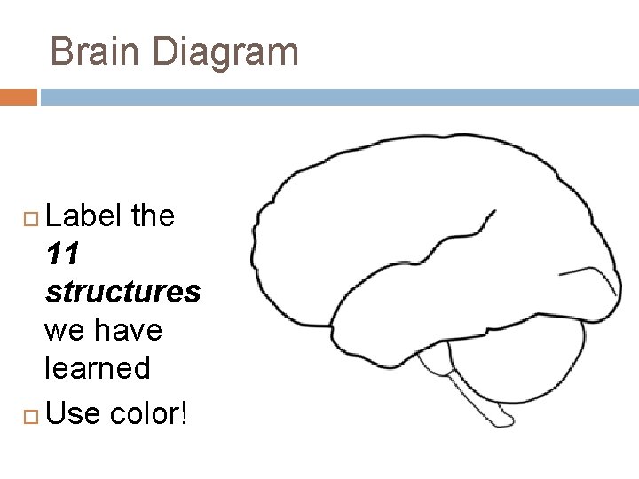 Brain Diagram Label the 11 structures we have learned Use color! Brain Diagram Label the 11 structures we have learned Use color!