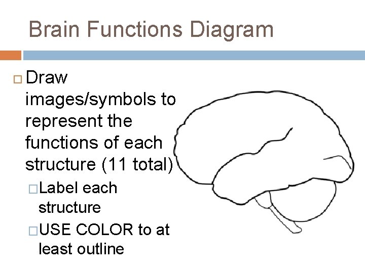 Brain Functions Diagram Draw images/symbols to represent the functions of each structure (11 total) Brain Functions Diagram Draw images/symbols to represent the functions of each structure (11 total)
