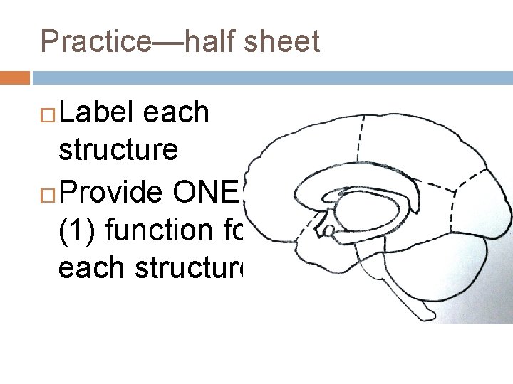 Practice—half sheet Label each structure Provide ONE (1) function for each structure Practice—half sheet Label each structure Provide ONE (1) function for each structure