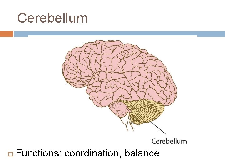 Cerebellum Functions: coordination, balance Cerebellum Functions: coordination, balance