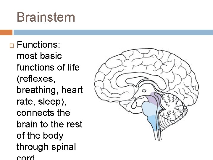 Brainstem Functions: most basic functions of life (reflexes, breathing, heart rate, sleep), connects the Brainstem Functions: most basic functions of life (reflexes, breathing, heart rate, sleep), connects the