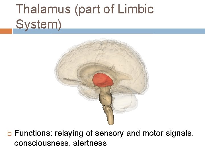 Thalamus (part of Limbic System) Functions: relaying of sensory and motor signals, consciousness, alertness Thalamus (part of Limbic System) Functions: relaying of sensory and motor signals, consciousness, alertness
