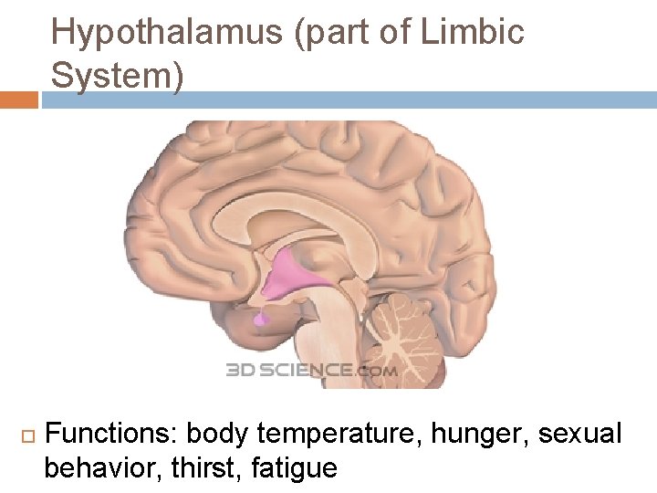 Hypothalamus (part of Limbic System) Functions: body temperature, hunger, sexual behavior, thirst, fatigue Hypothalamus (part of Limbic System) Functions: body temperature, hunger, sexual behavior, thirst, fatigue