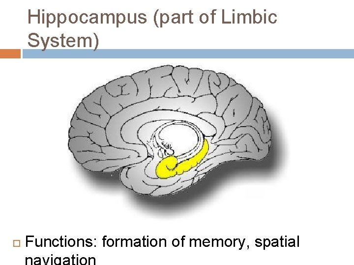 Hippocampus (part of Limbic System) Functions: formation of memory, spatial Hippocampus (part of Limbic System) Functions: formation of memory, spatial