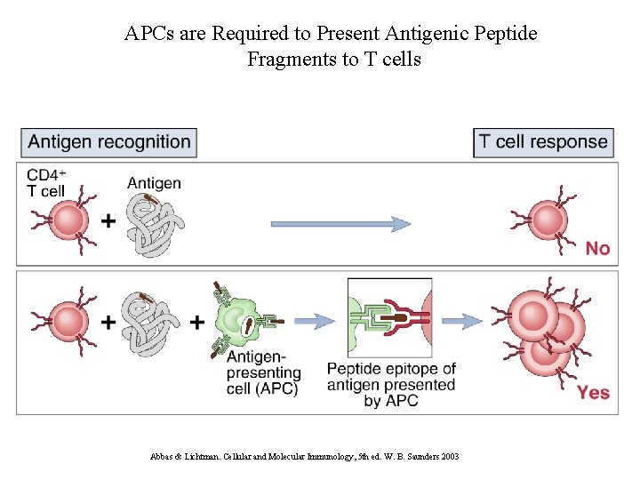 APCs are Required to Present Antigenic Peptide Fragments to T cells Abbas & Lichtman.