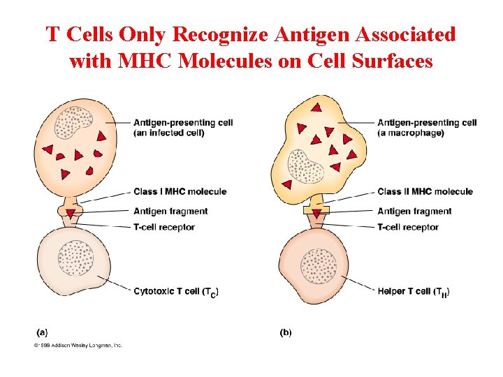 T Cells Only Recognize Antigen Associated with MHC Molecules on Cell Surfaces 