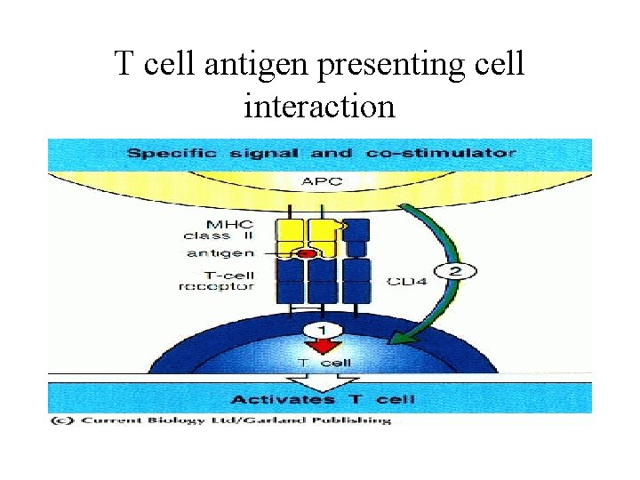 T cell antigen presenting cell interaction 