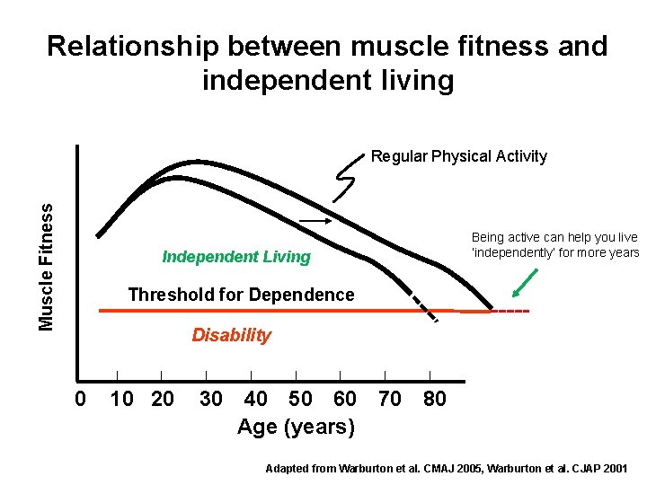 Relationship between muscle fitness and independent living Muscle Fitness Regular Physical Activity Independent Living