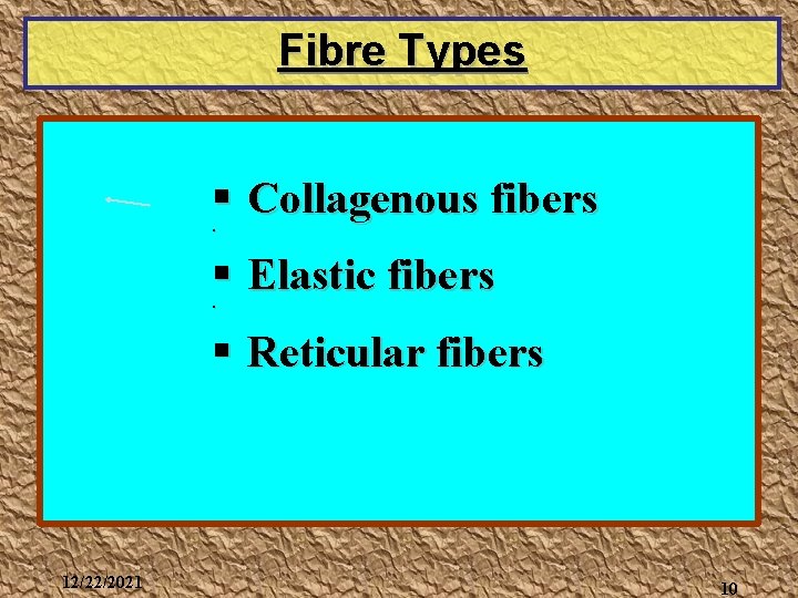 Fibre Types § Collagenous fibers § § Elastic fibers § § Reticular fibers 12/22/2021